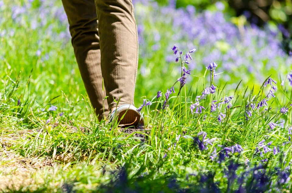 image showing a pair of legs walking through a field of bluebells